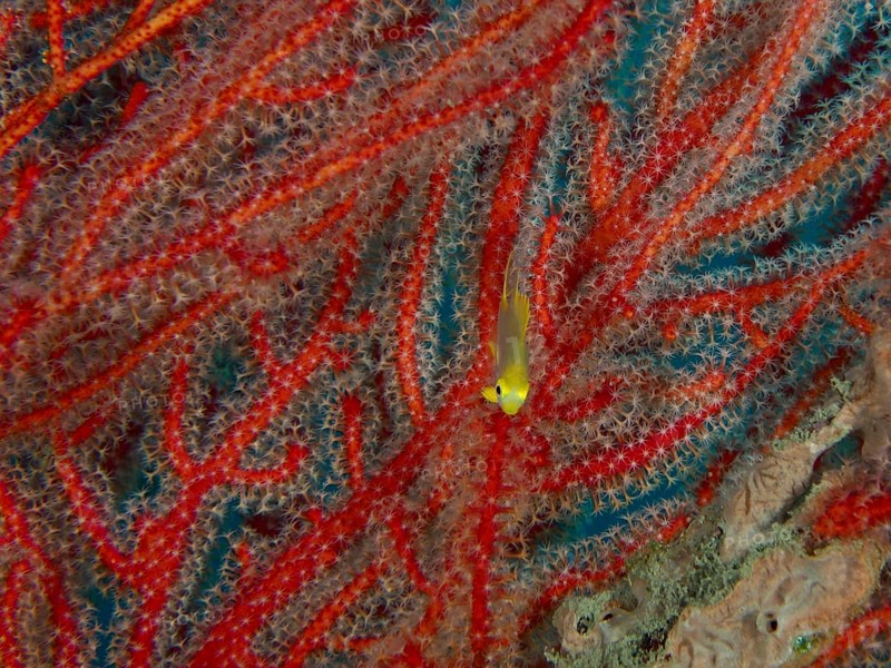 Juvenile Golden damselfish (Amblyglyphidodon aureus) hiding in vivid red corals, dive site Sweet Reef, Penyapangan, Bali, Indonesia