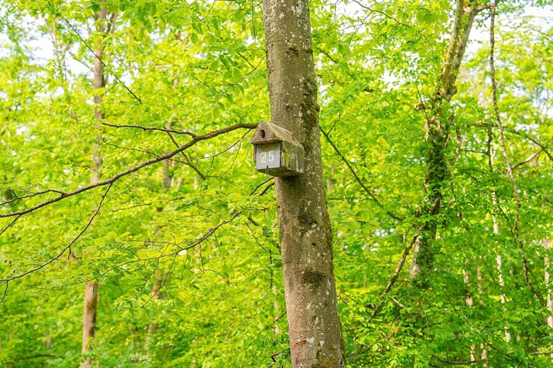 A bird house hangs on a tree in the green forest, conveying a peaceful and natural environment, forest pasture project, compensatory measure for the Hermann Hesse railway, Gechingen, Calw district, Germany