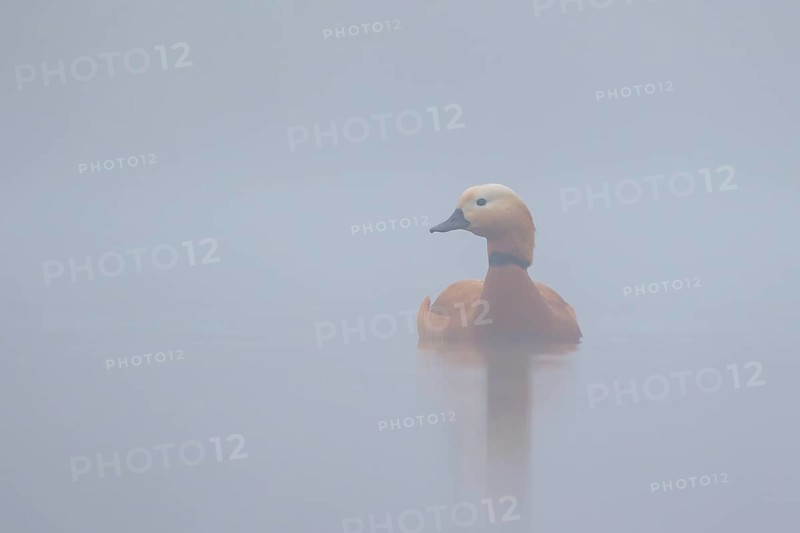 Ruddy Shelduck (Tadorna ferruginea) in the mist, North Rhine-Westphalia, Germany