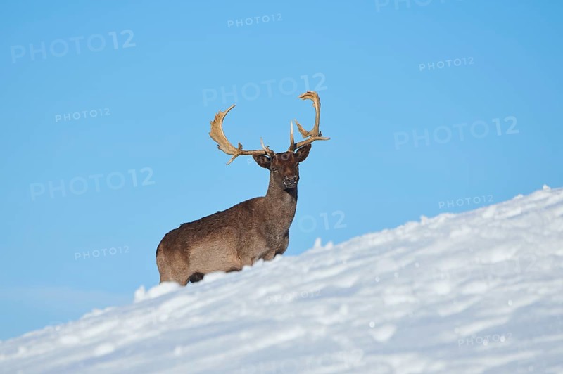 European fallow deer (Dama dama) buck on a snowy meadow in the mountains in tirol, Kitzbühel, Wildpark Aurach, Austria