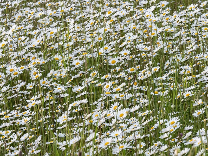 Oxeye daisies (Leucanthemum vulgare), flowering en masse on fallow farmland, Hesse, Germany