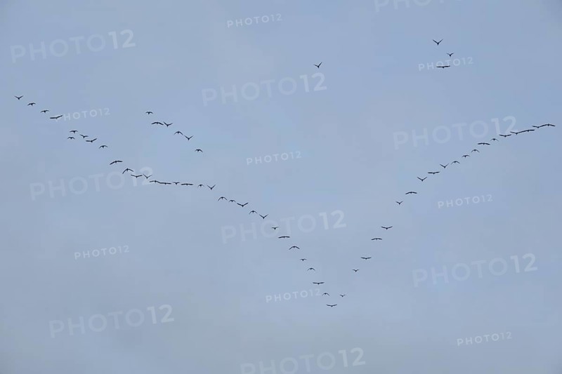 Wild geese flying in formation in the sky, Geeste, Emsland, Lower Saxony, Germany