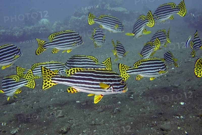 A school of fish with black and yellow stripes, Oriental sweetlips (Plectorhinchus vittatus), swimming over a sandy seabed, dive site USAT Liberty, Tulamben, Bali, Indonesia