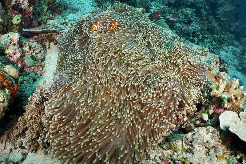 Ocellaris Clownfish (Amphiprion ocellaris), Nemo, hiding in a large giant anemone (Stichodactyla gigantea) in a lively coral reef, dive site Coral Garden, Menjangan, Bali, Indonesia