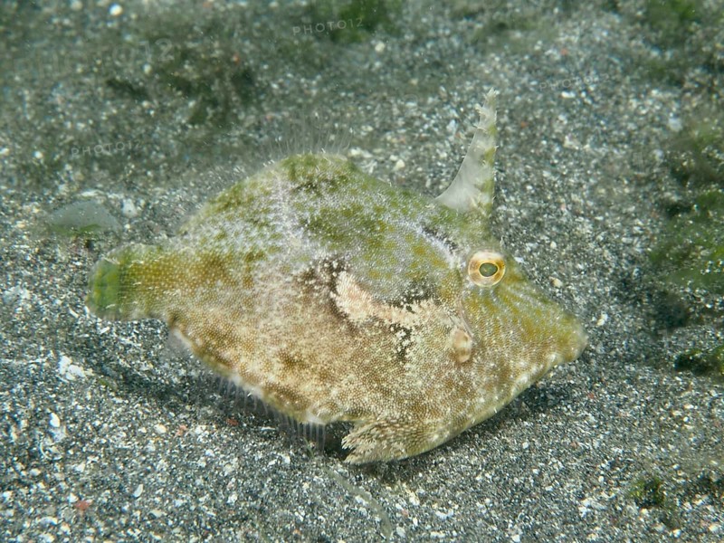 A small seagrass filefish (Acreichthys tomentosus) with a horn-like appendage on a sandy bottom, dive site Secret Bay, Gilimanuk, Bali, Indonesia, dive site Secret Bay, Gilimanuk, Bali, Indonesia