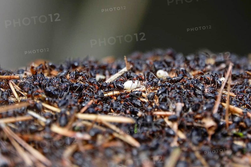 Black garden ant, October, Saxony, Germany