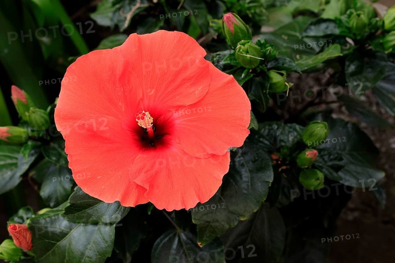 Chinese hibiscus (Hibiscus rosa sinensis), flowering, flowering perennial, Ellerstadt, Germany