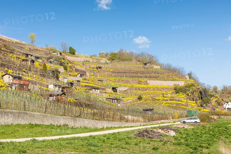 Flowering mountain stonecrop (Alyssum montanum) on walls in the vineyard, vineyards at the Niederauer Dorfbach and the Katzenstufen, Meissen, Saxony, Germany