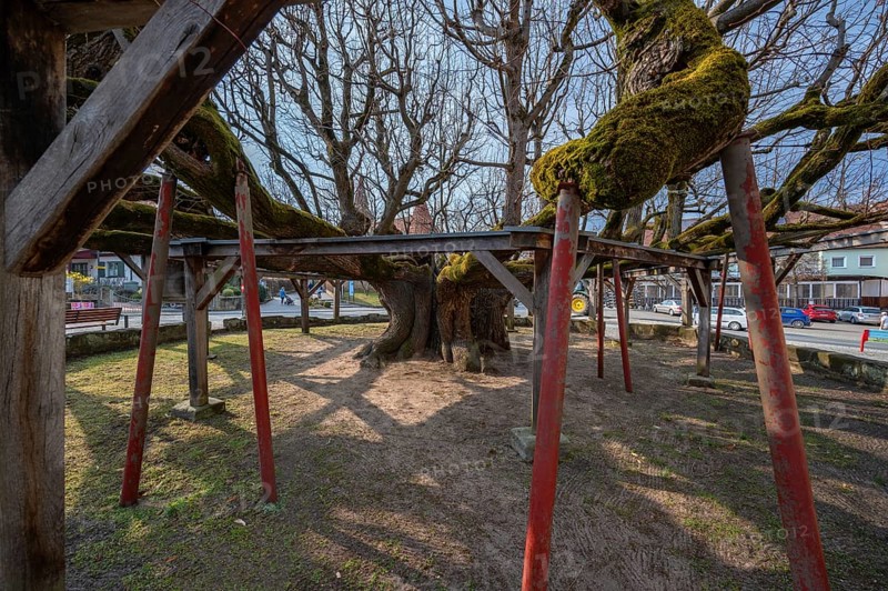 Listed old dancing lime tree, Effeltrich Upper Franconia, Bavaria, Germany