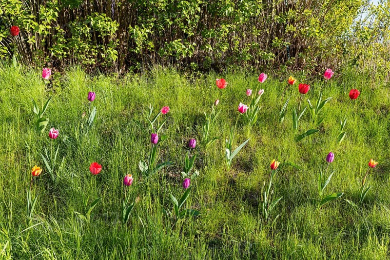 Tulips (tulpia) blooming in different colours in a meadow, spring in the Käbschütztal, Saxony, Germany