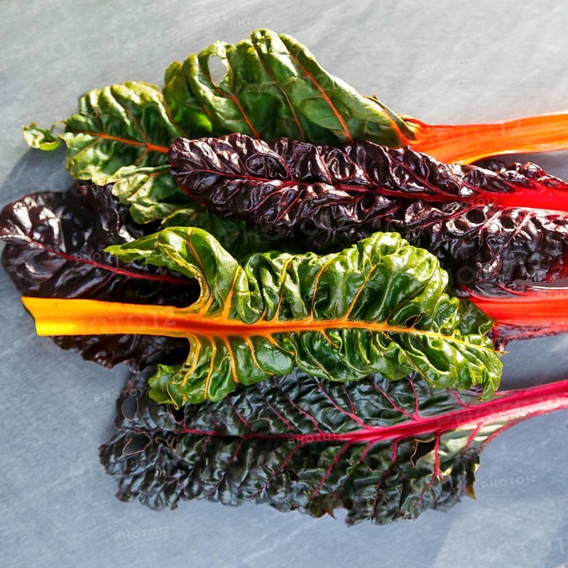 Chard (Beta vulgaris), colourful, chard leaves in different colours, green, purple, orange, red