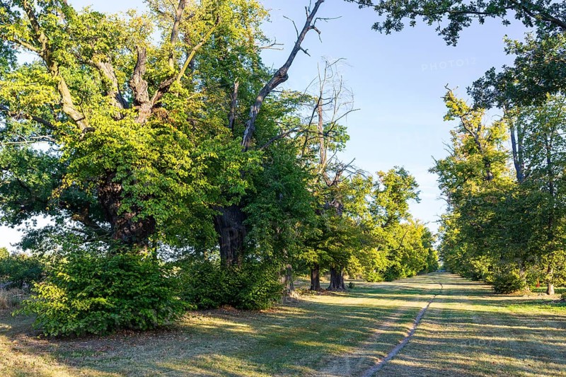 Old lime tree avenue (Tilia) in Eythra, natural monument on Lake Zwenkau, Leipziger Neuseenland, Saxony, Germany