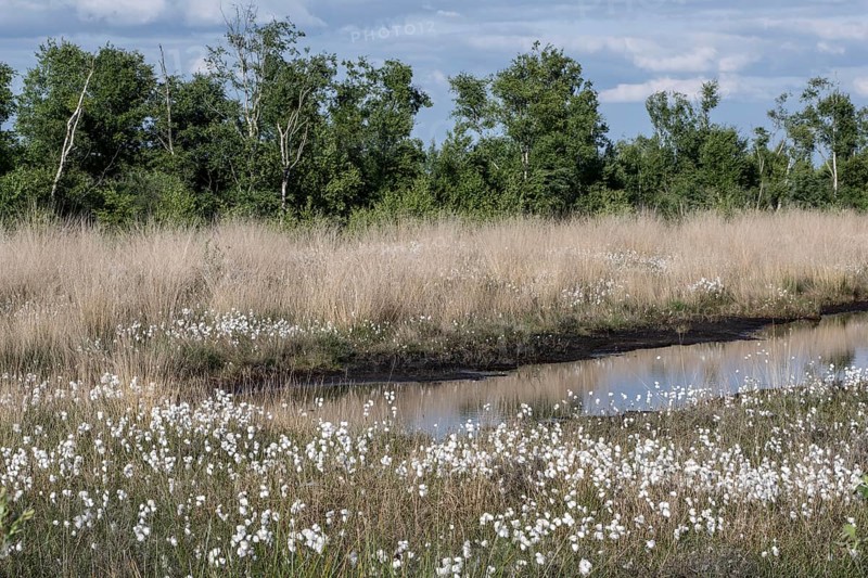 Common cottongrass (Eriophorum angustifolium) in the moor, Emsland, Lower Saxony, Germany