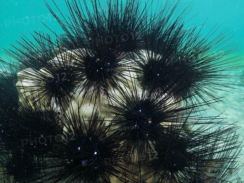 Arbacia lixula with long spines, Diadem sea urchin (Diadema setosum), in the sea, dive site Secret Bay, Gilimanuk, Bali, Indonesia