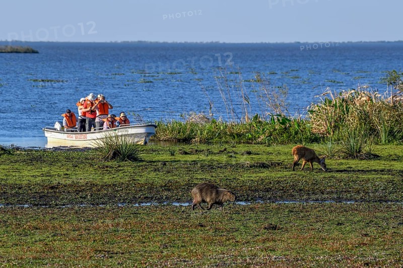 Excursion boat with tourists in front of a Pampas deer (Ozotoceros bezoarticus), and a Capybara (Hydrochoerus hydrochaeris), at Colonia Carlos Pellegrini, Esteros del Iberá, Province of Corrientes, Argentina