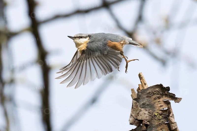 A nuthatch (Sitta europaea) taking off from a branch, Hesse Germany