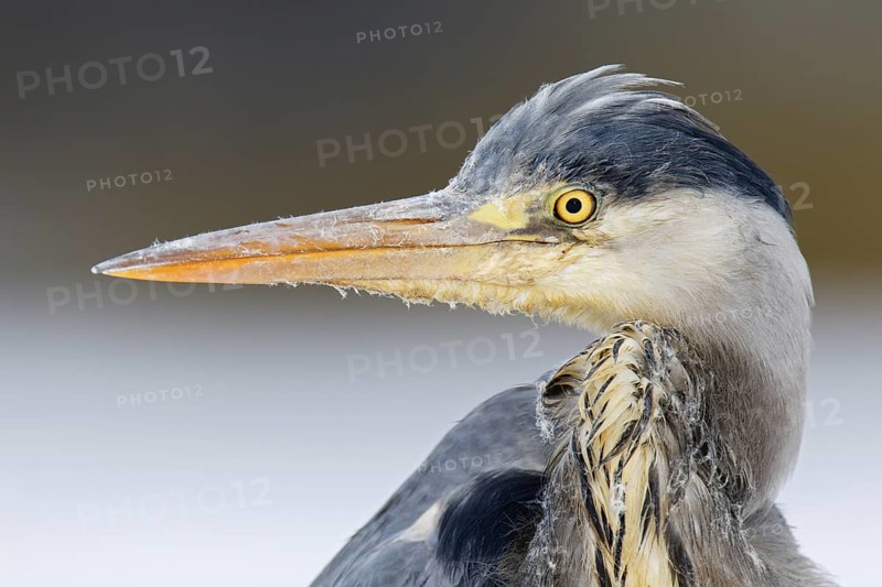 Grey Heron (Ardea cinerea) juvenile, Berlin, Germany