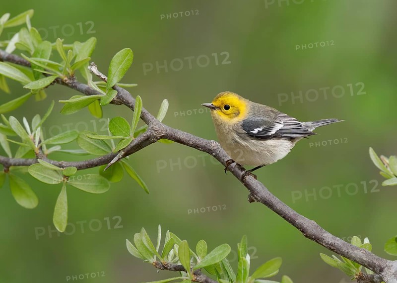Hermit Warbler (Setophaga occidentalis) female, Arizona, USA