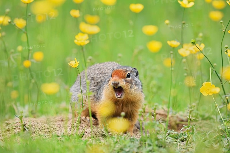 Columbia ground squirrel (Urocitellus columbianus, Spermophilus columbianus) sits calling at a burrow in a flower meadow, Yoho National Park, British Columbia, Canada