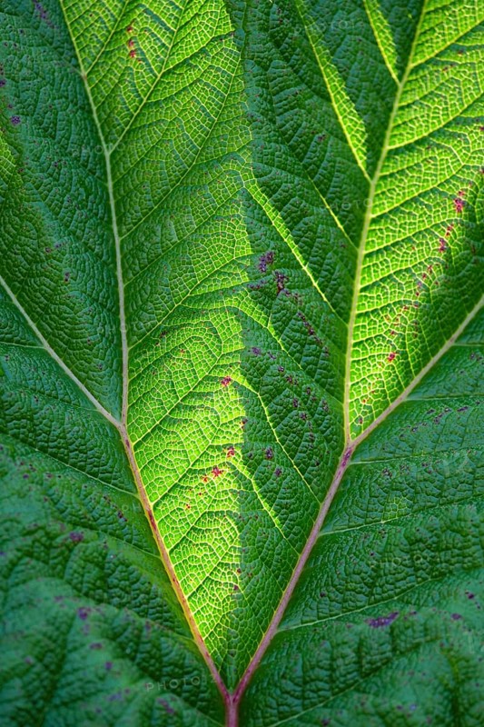 A detailed close up of a vibrant green leaf, showcasing its intricate vein pattern. The sunlight highlights textures, revealing nature's delicate design and vivid color