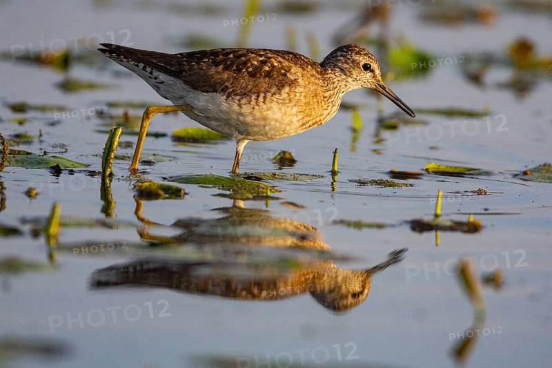Spotted Redshank (Tringa erythropus) Hungary