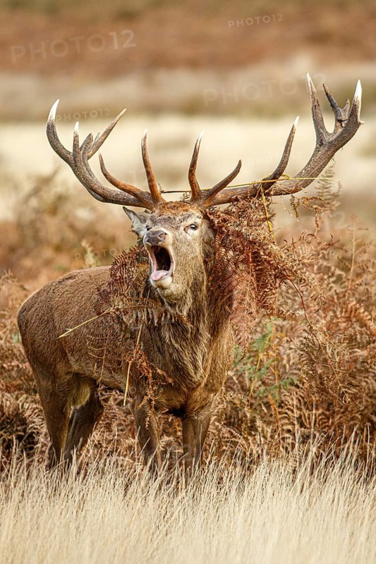 Red Deer (Cervus elaphus), stag bellowing during the rut, England, UK