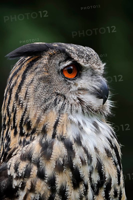 Eurasian eagle-owl (Bubo bubo), portrait, captive, North Rhine-Westphalia, Germany