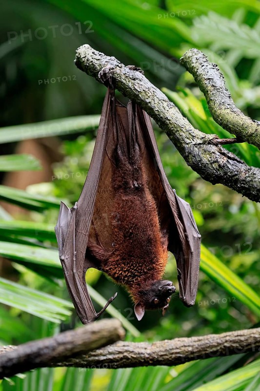 Kalong flying fox (Pteropus vampyrus), adult, resting, in sleeping tree, during the day, Singapore, Southeast Asia