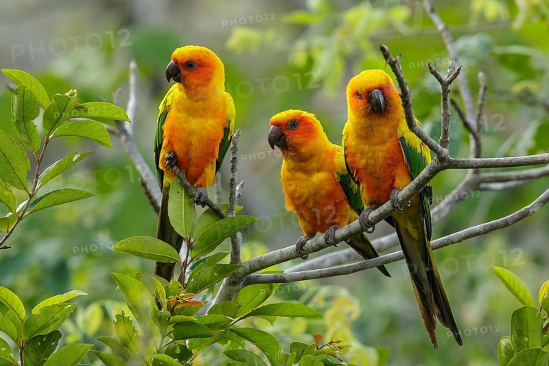 Sun Parakeet (Aratinga solstitialis) perched on a branch in the grasslands of Guyana