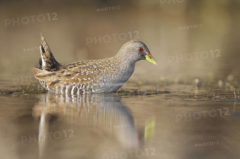 Australian Crake (Porzana fluminea), Western Australia, Australia