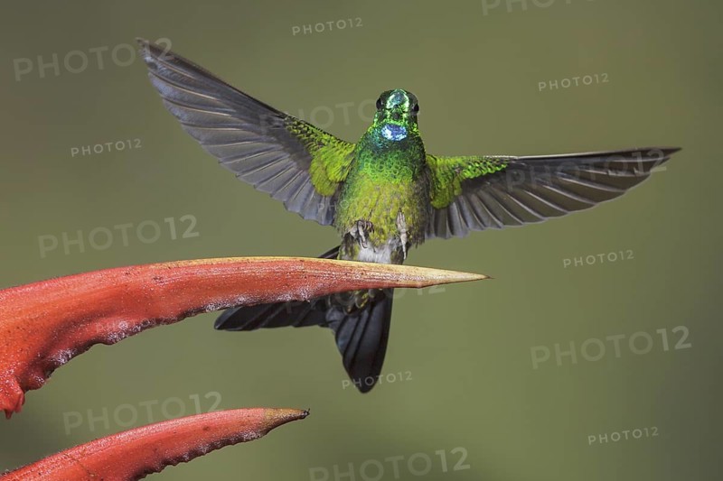 Green-crowned Brilliant (Heliodoxa jacula) feeding at a flower while flying in the Milpe reserve in northwest Ecuador