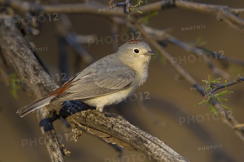 Lucy's Warbler, male