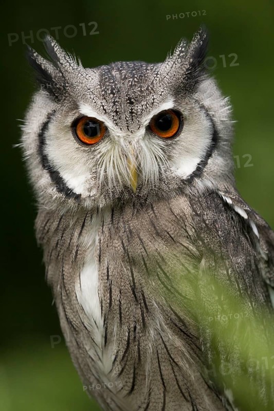 Northern White-faced Owl (Ptilopsis leucotis) captive, Germany