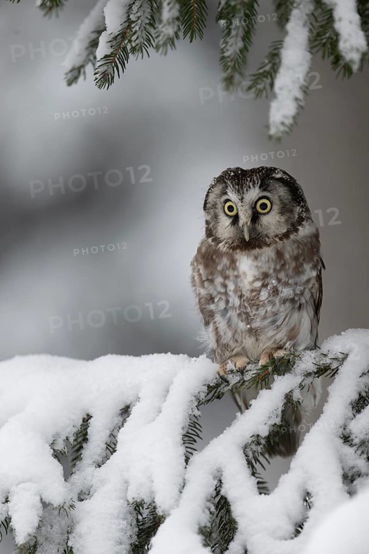 Long-eared owl (Asio otus) in a winter forest, Czech Republic