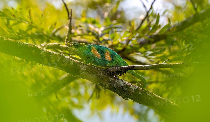 Three-horned chameleon (Trioceros jacksonii), male, between leaves on a branch, Bwindi Impenetrable Forest National Park, Uganda