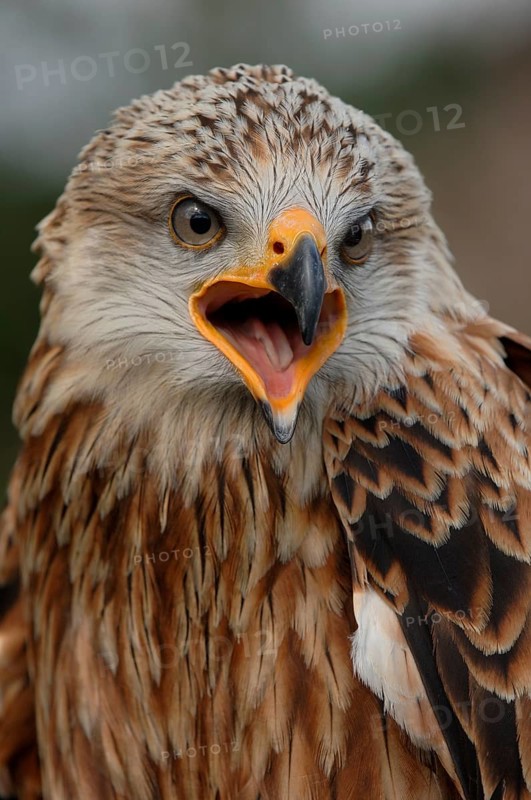 Red Kite (Milvus milvus), Mecklenburg-Western Pomerania, Germany