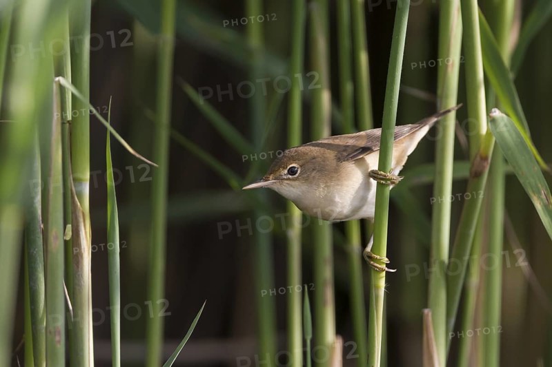 Common Reed Warbler - Teichrohrsänger - Acrocephalus scirpaceus ssp. scirpaceus, Germany