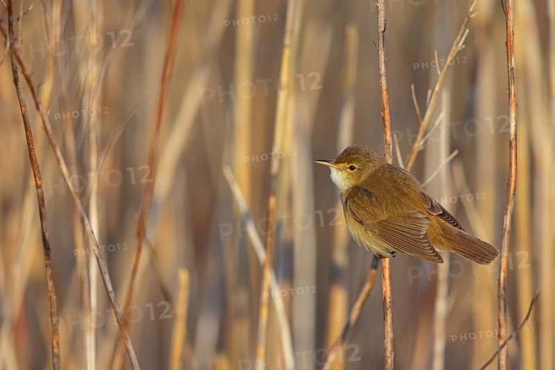 Reed Warbler, subspecies scirpaceus, (Acrocephalus scirpaceus scirpaceus), (Acrocephalus scirpaceus), animals, birds, songbirds, Hockenheim, Baden-Württemberg, Federal Republic of Germany