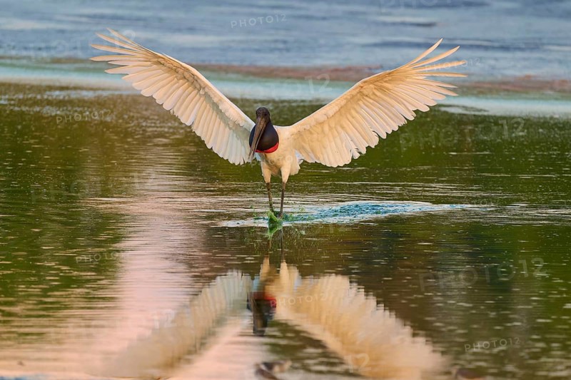 A large bird spreads its wings over the peaceful water surface, Jabiru (Jabiru mycteria), Pantanal, Mato Grosso, Brazil