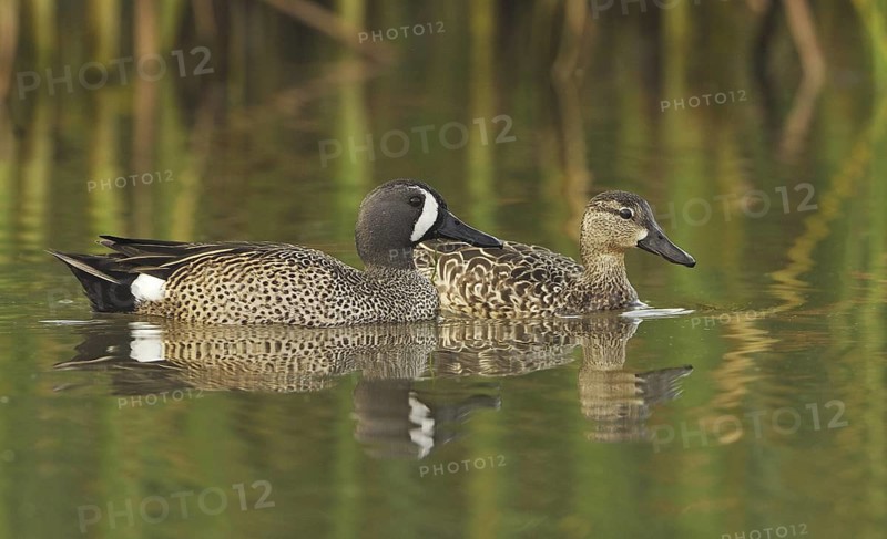 Blue-winged Teal (Spatula discors) female, Texas, USA