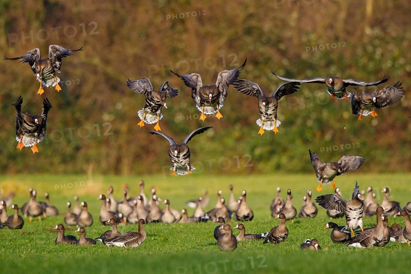 Greater White-fronted Goose (Anser albifrons) flock landing, North Rhine-Westphalia, Germany