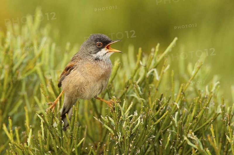 Spectacled Warbler (Sylvia conspicillata) male singing, Penhas da Saude, Portugal