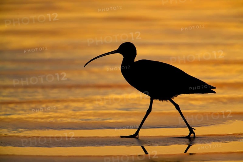 Long-billed Curlew : Morro Strand State Beach : Morro Bay, CA