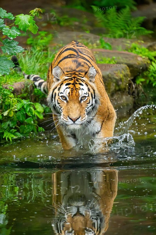 Siberian tiger (Panthera tigris tigris) walking in a lake, captive, Germany