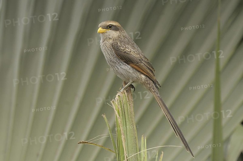 Yellow-billed Shrike (Corvinella corvina), Gambia