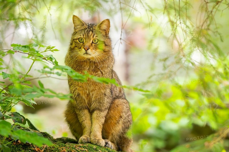 European wildcat (Felis silvestris silvestris) sitting in a forest, Bavaria, Germany