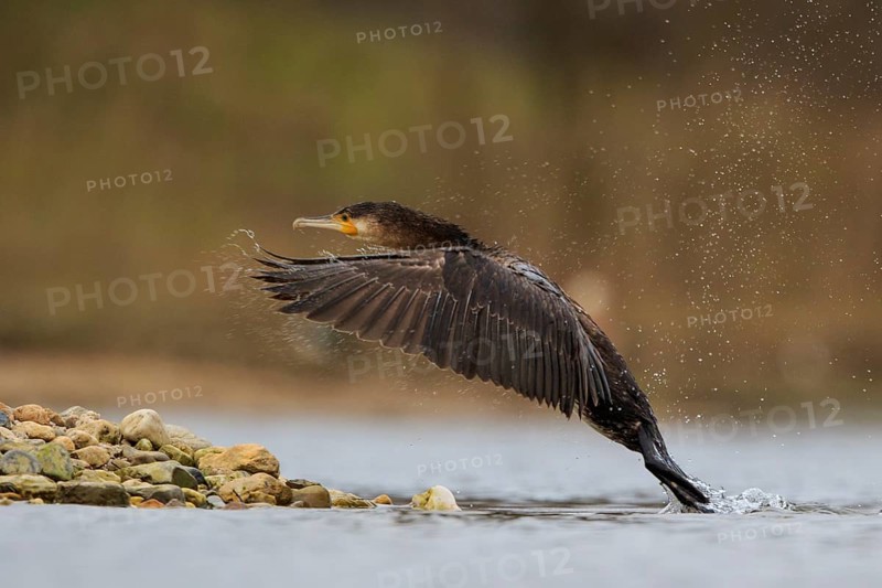 Great Cormorant (Phalacrocorax carbo) landing, North Rhine-Westphalia, Germany
