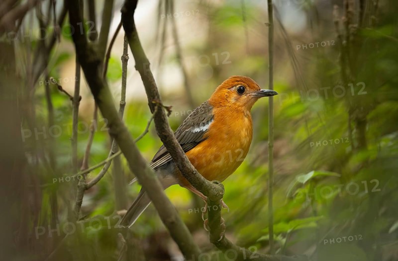 Orange-headed Thrush (Geokichla citrina) perched on a forest branch, Sreepur, Gazipur, bangladesh