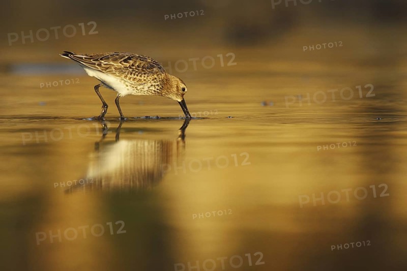 Dunlin (Calidris alpina), Asturias, Spain