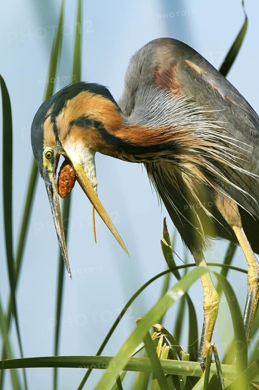 Purple Heron (Ardea purpurea), Andalusia, Spain